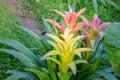 Red Guzmania flower. Royalty Free Stock Photo