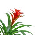 Red Guzmania flower, white background, close up. Family Bromeliaceae, subfamily Tillandsioideae