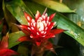 Red guzmania flowers growing in a tropical greenhouse