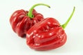 Red habanero