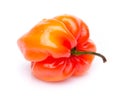 Red habanero pepper Royalty Free Stock Photo