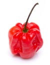 Red habanero pepper Royalty Free Stock Photo