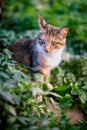 Red-hair cat in the grass Royalty Free Stock Photo
