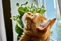 Red hair cat hunts a fly near a window Royalty Free Stock Photo