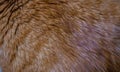 Red hair of a cat Royalty Free Stock Photo