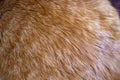 Red hair of a cat Royalty Free Stock Photo