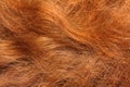 Red hair close-up background