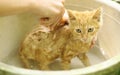 Red hair little wet kitten been wash in human hands Royalty Free Stock Photo