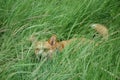 Red hair welsh corgi pembroke hides in grass Royalty Free Stock Photo