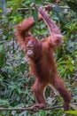 Red-haired adult orangutan standing on a thin branch (Kumai, Ind Royalty Free Stock Photo