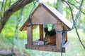 A red-haired, adult squirrel eats nuts in a homemade feeder in a city park.