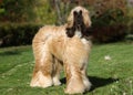 Red haired Afghan Greyhound walks on the lawn Royalty Free Stock Photo