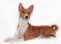 Red-haired, African non-fading dog basenji on a white background