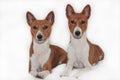 Red-haired, African non-fading dog basenji on a white background