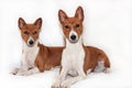 Red-haired, African non-fading dog basenji on a white background