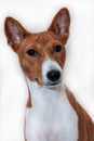 Red-haired, African non-fading dog basenji on a white background