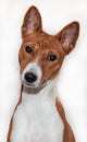 Red-haired, African non-fading dog basenji on a white background