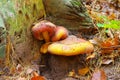 Red-haired agaric or Tricholomopsis rutilans