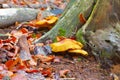 Red-haired agaric or Tricholomopsis rutilans in autumn forest