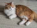 A red-haired beautiful cat lies on the carpet in the living room