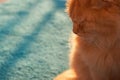 red-haired beautiful fluffy cat sunset holidays Royalty Free Stock Photo