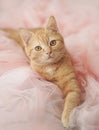 A red-haired beautiful gentle cat with big eyes lies in a pink tulle.