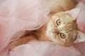A red-haired beautiful gentle cat with big eyes lies in a pink tulle.