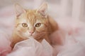 A red-haired beautiful gentle cat with big eyes lies in a pink tulle.