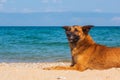 Red-haired big dog resting on the seashore, lying on the sand on the beach Royalty Free Stock Photo