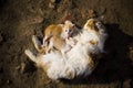 Red-haired cat cuddles with her kittens. Kittens drink mother`s milk. View from above