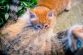 Red-haired cat feeds a red-haired kitten. Royalty Free Stock Photo