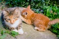 Red-haired cat feeds a red-haired kitten. Royalty Free Stock Photo