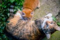 Red-haired cat feeds a red-haired kitten. Royalty Free Stock Photo