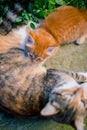 Red-haired cat feeds a red-haired kitten. Royalty Free Stock Photo