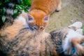 Red-haired cat feeds a red-haired kitten. Royalty Free Stock Photo