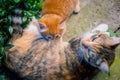 Red-haired cat feeds a red-haired kitten. Royalty Free Stock Photo