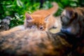 Red-haired cat feeds a red-haired kitten. Royalty Free Stock Photo