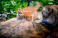 Red-haired cat feeds a red-haired kitten. Royalty Free Stock Photo