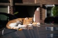 A red-haired cat is lying and sleeping on the roof of a car Royalty Free Stock Photo