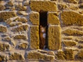 A cat sleeping in a hole in the brick wall Royalty Free Stock Photo