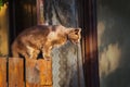 A red-haired cat sitting on a wooden fence. Colors in brown shades. Royalty Free Stock Photo