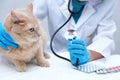A red-haired cat at a vet`s appointment. a veterinarian with a stethoscope in his hands. medicines for cats. pills, listen to