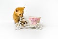Red-haired cat and a wedding car. Sitting red-haired little kitten on a white background. Royalty Free Stock Photo
