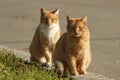 A red-haired cats stands among the green grass