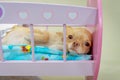 A red-haired Chihuahua dog lies in a pink toy bed, close-up