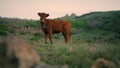 Red-haired cow standing pasture gloomy day. Animal grazing chewing juicy grass. Royalty Free Stock Photo