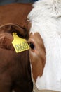 Red-haired cow with white muzzle looks identification tag in ear Royalty Free Stock Photo