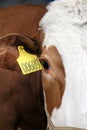 Red-haired cow with white muzzle looks identification tag in ear