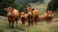 Red-haired cows on the grassland Royalty Free Stock Photo