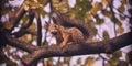 Red-haired cute squirrel gnaws a nut on a tree branch in the autumn forest Royalty Free Stock Photo